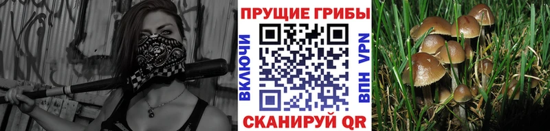 что такое наркотик  Великий Устюг  Псилоцибиновые грибы MAGIC MUSHROOMS 